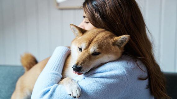 Is Shiba Inu (SHIB) Worth an Investment Right Now?