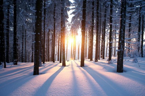 sun-trees-snow