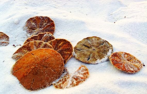 sand-dollar