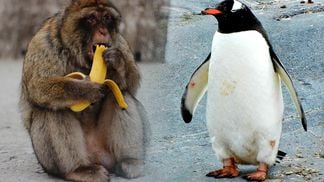 penguin-ape-for-marc