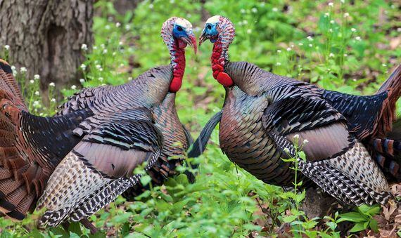 turkets-fighting-squabbling