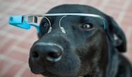 dog-wearing-google-glass
